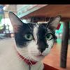 catforgetme