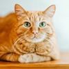 suescats.55