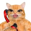 dwuvet