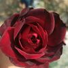user2205902519086