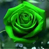 nesrish2914
