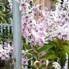 giabao_1000222105