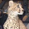 🐆