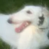 Synek