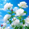 user2331304785794
