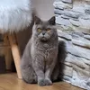 cat_kitty78