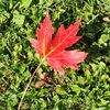 mapleleaf0101