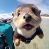 pipapdx