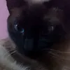 sofia_fifis