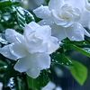 user603245088yulianti