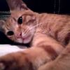 _miumiucats_