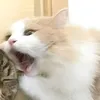 kitcat1702