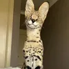 dododadah