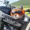 dinochihuahua