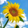 mayfloralcober