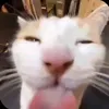 mlloqxrr