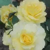 gardenlover786