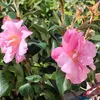 fleurdelysbleu34