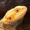 agamamemnon