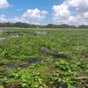 sneagrio1