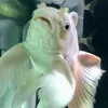 lemaichamanh
