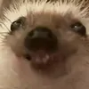 lexibenett248