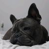 giobullfrenchiepet