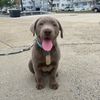 tysonthesilverlab
