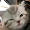 dopdetskibiditoilet