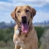 ourfurryjourney