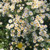 daisyinii