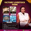 victorylivestockfarm