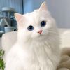 ورد الشام