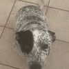 sniffer313