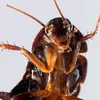 cockroach174
