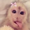 orangnormal._.r