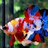 Betta Prime
