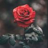 Wadra_Al_Otaibi