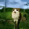 ✰!newmoon!✰[MEOWLS 1# FAN]