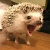 papiwilhelm