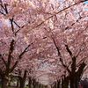 blossom8898