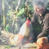 nhut_977