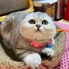 BOSS CƯNG NHÀ TỚ ❤️
