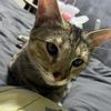 phausnan_