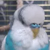 popugaibanan