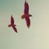 evelinlq01