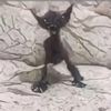 walter_whltest