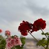 usernameuser974