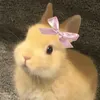 nguoiieuucuaanh