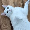 howdy_meowdy